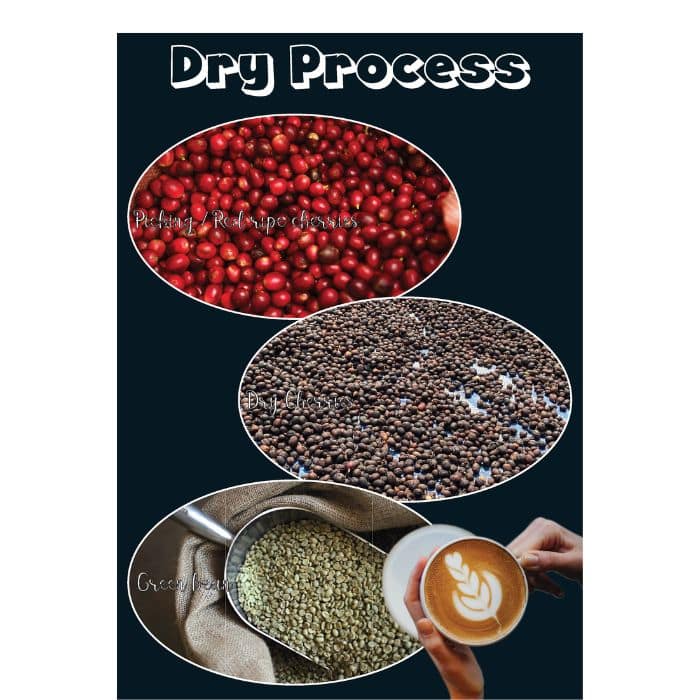 Coffee Poster showing the dry process