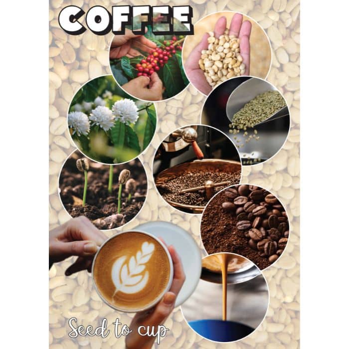 Coffee Poster with light background showing seed to cup process
